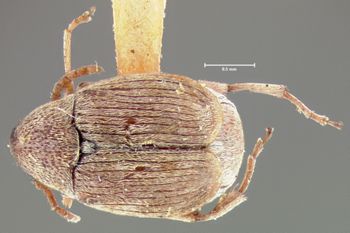 Media type: image; Entomology 25053   Aspect: habitus dorsal view